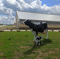 рекламная корова