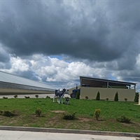 рекламная фигура племенная корова