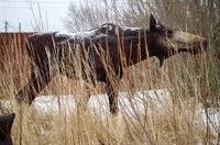 Объемная фигура лосиха