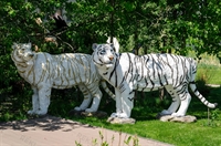 тигр символ 2022