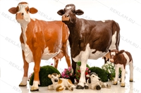 корова с теленком