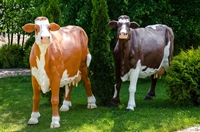 Объемная фигура Корова симментальской породы - фото 31806 Объемная фигура Корова симментальской породы - фото 31806