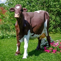 Объемная фигура Корова симментальской породы - фото 31808 Объемная фигура Корова симментальской породы - фото 31808