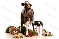 Объемная фигура Корова симментальской породы - фото 31809 Объемная фигура Корова симментальской породы - фото 31809