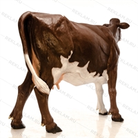 ростовая фигура корова ростовая фигура корова