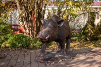 парковая фигура кабан