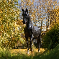 Объемная фигура Конь вороной