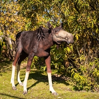 Лосиха объемная фигура