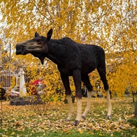 ростовая фигура лосиха