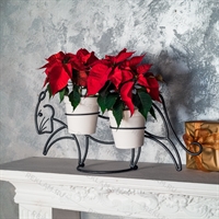 цветочница тигр