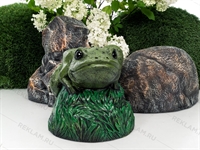 лягушка на камне