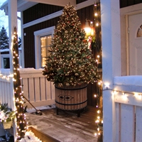 кадка для деревьев