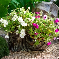 кашпо для растений