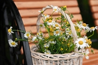 кресло-качалка для кафе