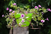 озеленение в городе озеленение в городе