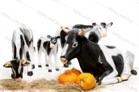 современная реклама