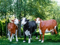 Объемная фигура Бык симментальской породы - фото 48248