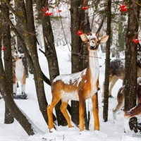 Декоративная фигура Косуля U08118 стеклопластик h=150 см - фото 51447