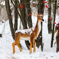 Декоративная фигура Косуля U08118 стеклопластик h=150 см - фото 51448