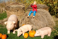 Лавка свинка - фото 51850