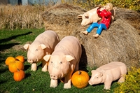 Лавка свинка - фото 51851