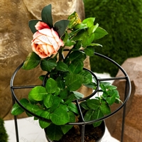 Опора круглая металлическая для пионов 57-904 h=50 см - фото 52190