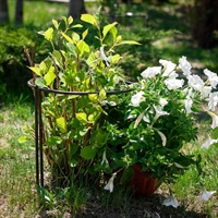 Опора садовая круглая для роз 57-907 металлическая - фото 52195