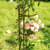 Опора для роз металлическая 57-928 h=75 см - фото 52277