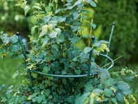 Садовая круглая опора для растений 58-912Gr металл h=89 см - фото 52704