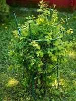 Садовая круглая опора для растений 58-912Gr металл h=89 см - фото 52705