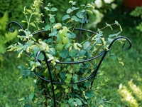 Опора для вьющихся  растений 58-132B металлическая круглая h=100 см - фото 52847