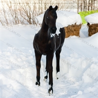 Лошадь гнедая Ростовая фигура  230 x 190 см. - фото 55457