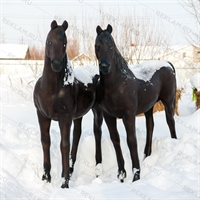 Лошадь гнедая Ростовая фигура  230 x 190 см. - фото 55458
