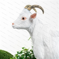 коза в натуральном исполнении