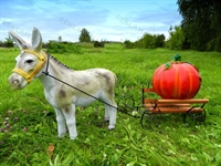 Фото декорации